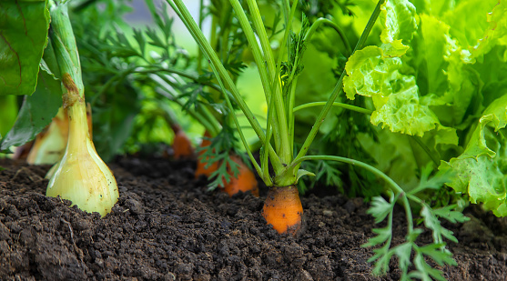 Vegetables grow in the garden. Selective focus. Food.