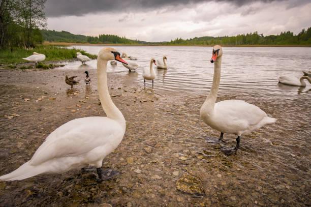 istock White swans on the lake 1422753859