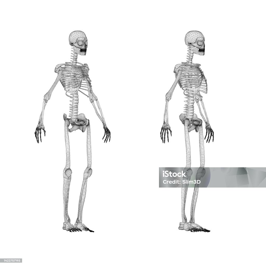 Human Skeleton Javascript Set With Human Skeleton Wireframe From Black Lines Isolated On White ...