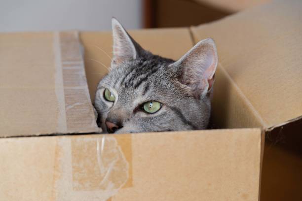 istock A cat peeking out of a cardboard box 1422757650