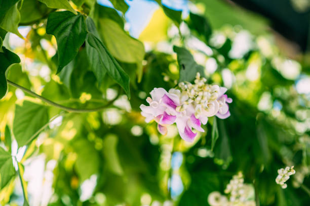 Fragrant Vigna Caracalla & Snail Flower & Corkscrew Vine