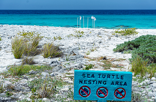 Turtle nesting warning sign with in the back the markings with poles of a turtle nest on the beach