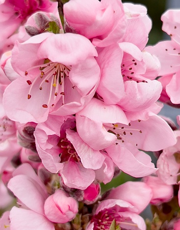 Vertical extreme closeup photo of pink flowers on a Peach tree in an organic garden in Spring. Soft focus background.