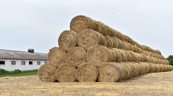 a large pyramid of hay bales on the background of a cow farm