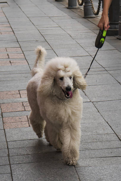 dog white poodle on the sidewalk