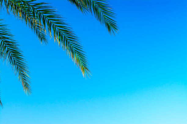 istock palm trees, blue sky background. Leaf, travel. 1422766525