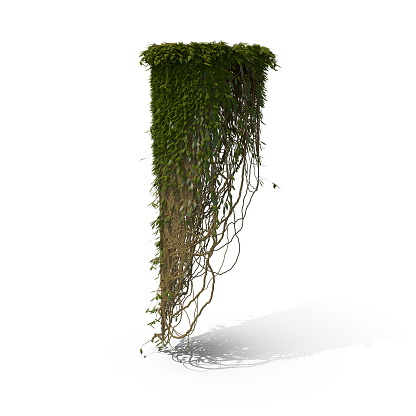 3D Illustration of a green Ivy on a white background
