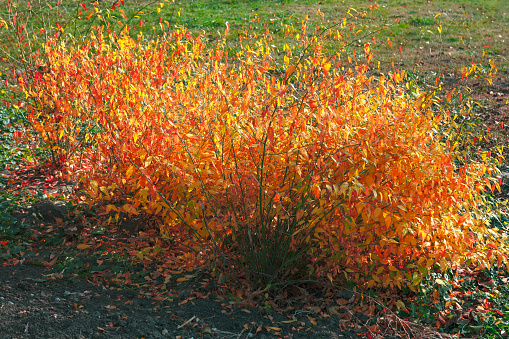 Shrub with yellow leaves . Bush in the autumn