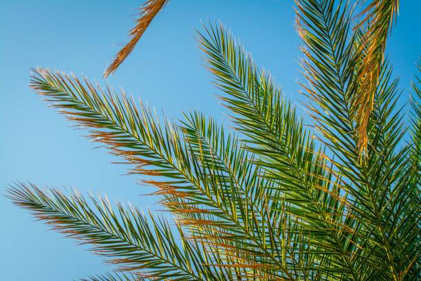 istock palm trees, blue sky background. Leaf, travel. 1422771692