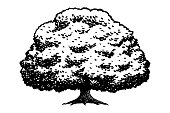istock Vector drawing of an oak tree 1422772825