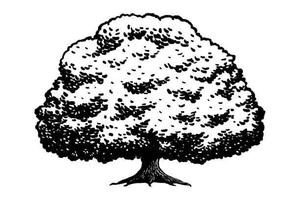 Vector illustration of Vector drawing of an oak tree