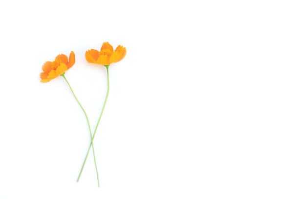 Orange cosmos flowers isolated on white background