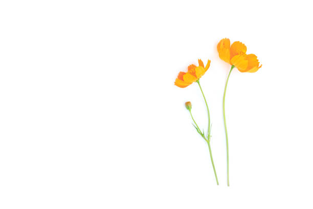 Orange cosmos flowers isolated on white background