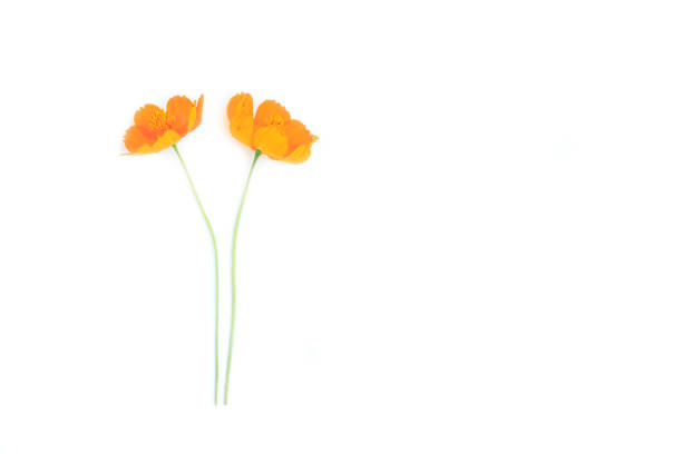 istock Orange cosmos flowers isolated on white background 1422775582