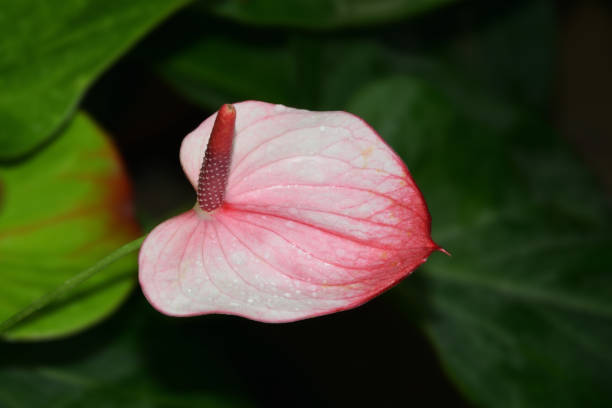 istock Anthurium Andre flower (Lat. Anthurium andraeanum) on a dark blurred background. 1422777203