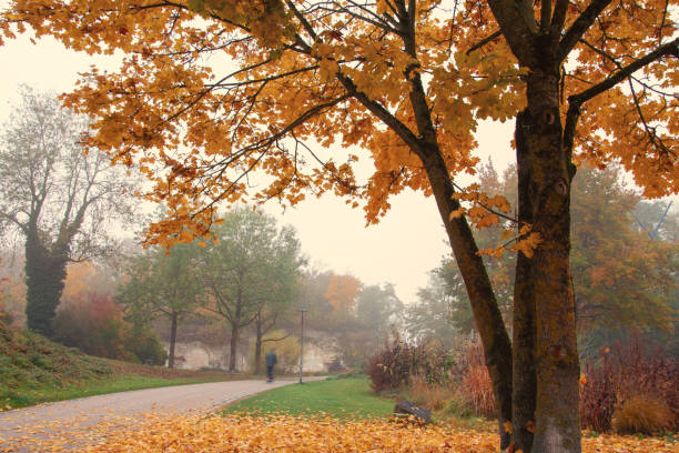 istock beautiful autumn background, park 1422777386
