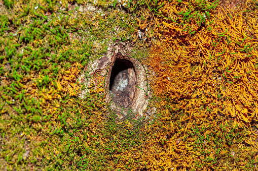 Bird nest in the tree trunk . Bird home in nature