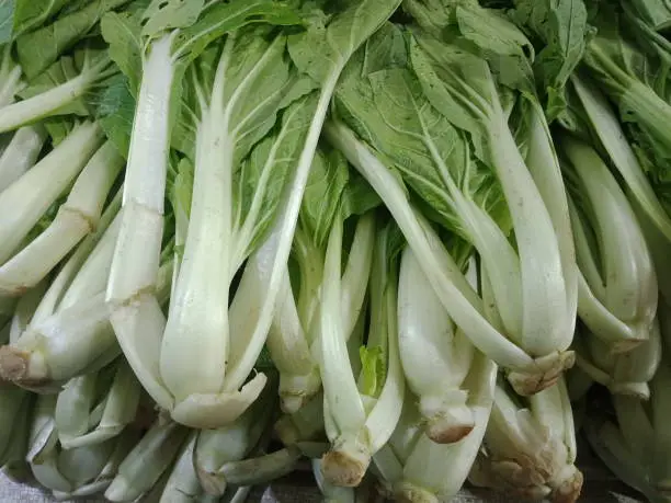 Fresh chinese  Pechay vegetables at the market.  Cabbage vegetables.