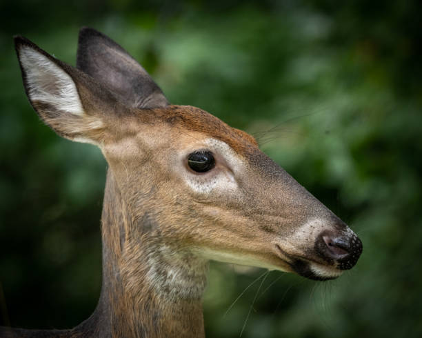 istock Deer Doe in the woods 1422781742