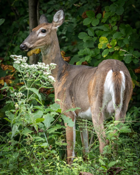 istock Deer Doe in the woods 1422781793