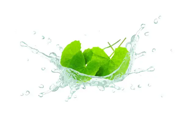 Gotu kola leaves with centella asiatica oil splash isolated on white background.