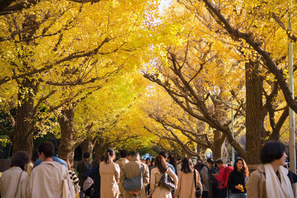 People enjoying fall foliage at Meiji Jingu Gaien Ginkgo Avenue in Tokyo stock photo