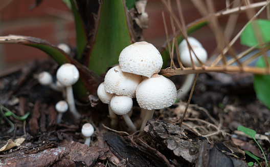 Autumn foraging trip at Dunwich Heath, Suffolk finds fungi growing in the moss