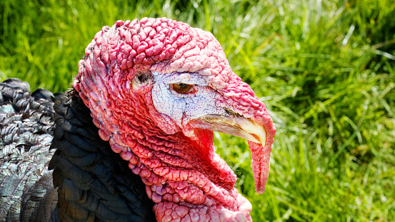 Close-up of a head of a turkey