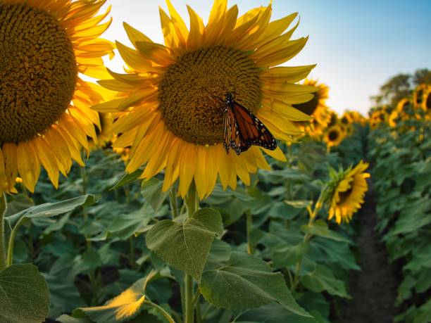 istock Monarch Butterfly Pollinating on Sunflower in KS 1422790404
