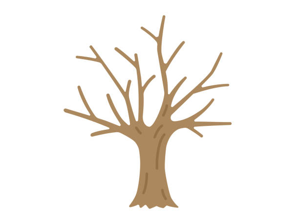 illustrazioni stock, clip art, cartoni animati e icone di tendenza di illustrazione di un albero senza foglie. - albero spoglio