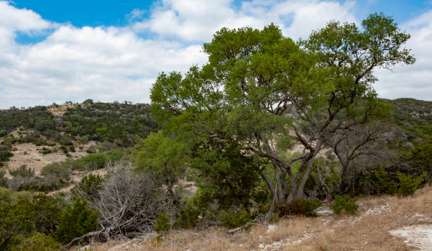 istock Large Texas Hill country mesquite tree on a ridge 1422793637