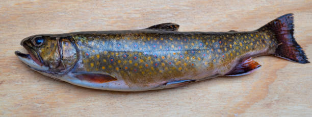 istock Brook trout that was just caught 1422793786