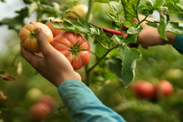 istock Farmer harvesting tomatoes in greenhouse 1422794594