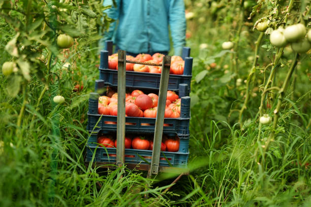 istock Farmer harvesting tomatoes in greenhouse 1422794838