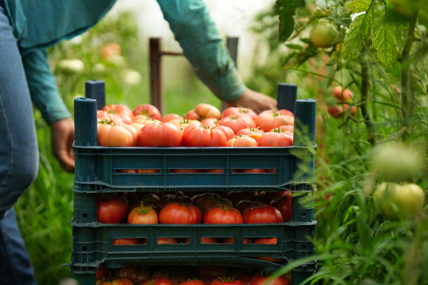 istock Farmer harvesting tomatoes in greenhouse 1422798467