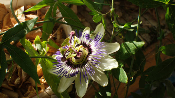 istock Passiflora flower among greenery. Tropical plant passion flower. 1422800412