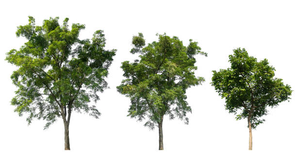 istock Isolated collection high quality tree on white background 1422800447