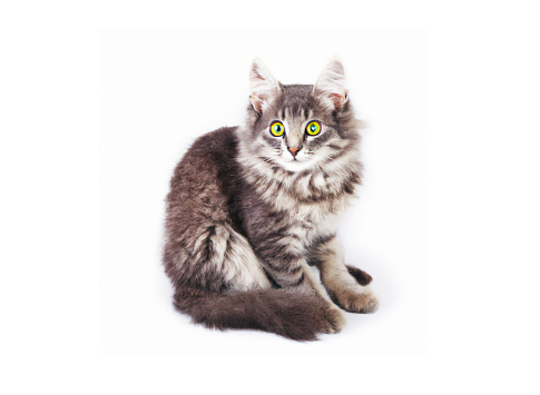 Funny big long haired gray kitten with green eyes isolated on white
