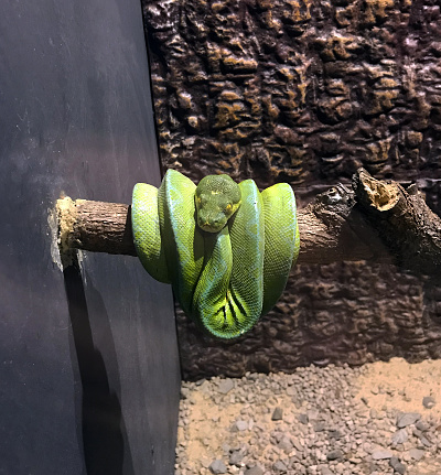 Green snake. Pictured is a green snake curled up on a branch at the zoo.