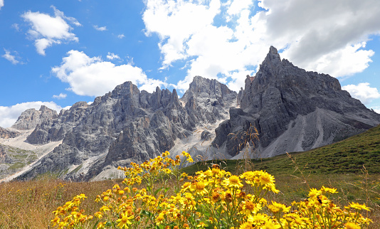 Arnica montana is a yellow flower used in medicine for many remedies and the beautiful Alps mountains in the background