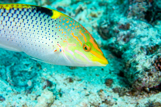 Checkerboard wrasse in Fiji A colorful checkerboard wrasse swims over a reef in Fiji in search for food. halichoeres hortulanus stock pictures, royalty-free photos & images