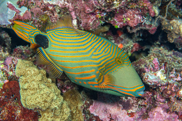 Colorful green tropical triggerfish A colorful green tropical triggerfish swims by an encrusted reel in the south pacific in search for food. abudefduf vaigiensis stock pictures, royalty-free photos & images