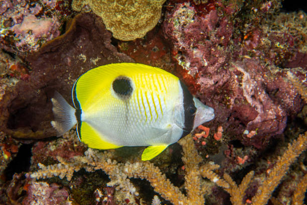 A colorful yellow tropical butterfly fish swims by an encrusted reel in the south pacific