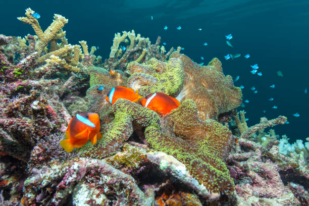 istock Orange clownfish on anemone 1422804759