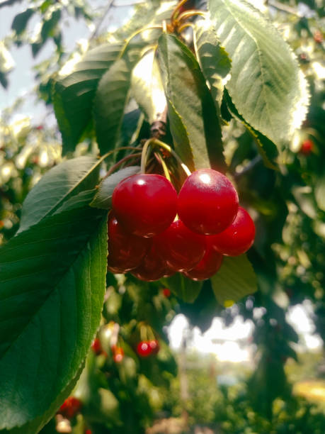 Red cherries on a tree branch. Harvesting. Ripe berries. stock photo