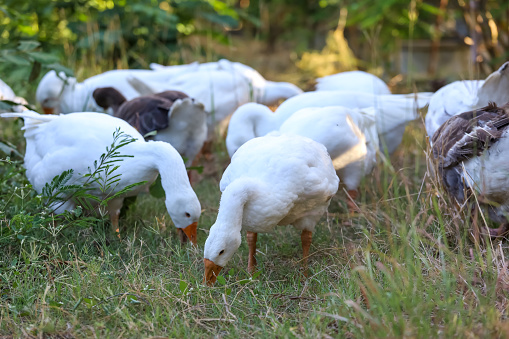 Group white goose is walking in garden