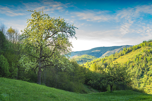 Flowering apple tree on a green hill in a Carpathian mountains. Majestic sunrise with blue mist in a valley