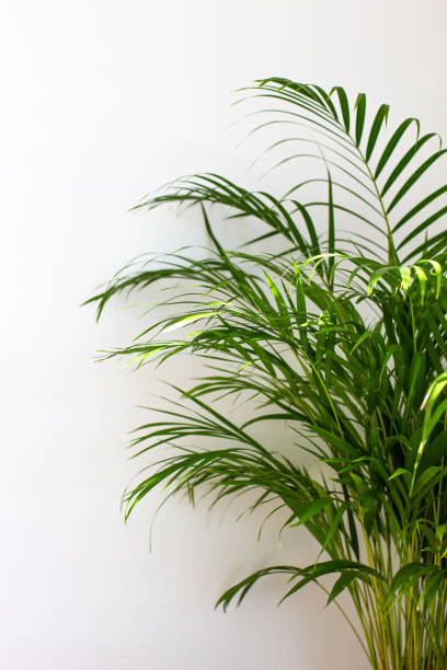 Decorative Areca palm near white wall Decorative Areca palm near white wall. Chrysalidocarpus lutescens. Green plants fot home. Freshening of the air. Indoor gardening. areca stock pictures, royalty-free photos & images