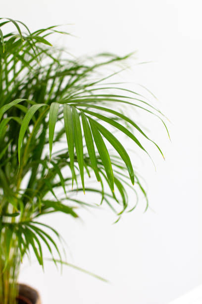 istock Decorative Areca palm near white wall 1422811238