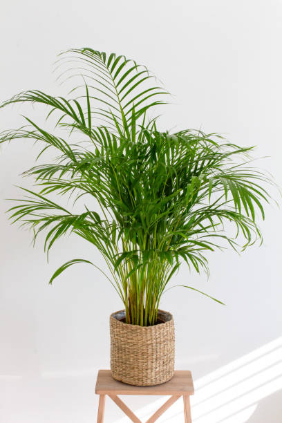 istock Decorative Areca palm near white wall 1422811249